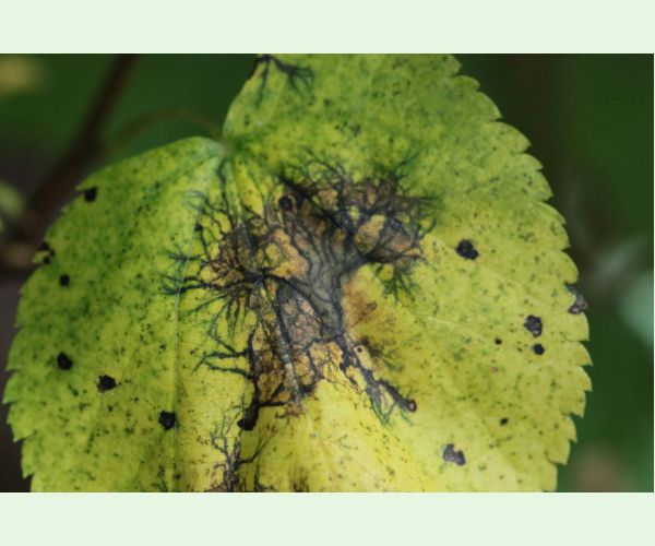 Paraconiothyrium tiliae