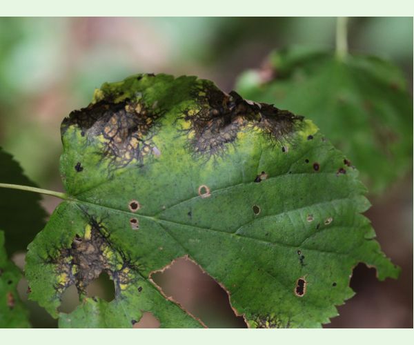 Paraconiothyrium tiliae