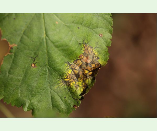 Paraconiothyrium tiliae