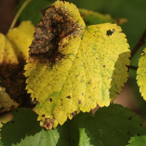 Paraconiothyrium tiliae