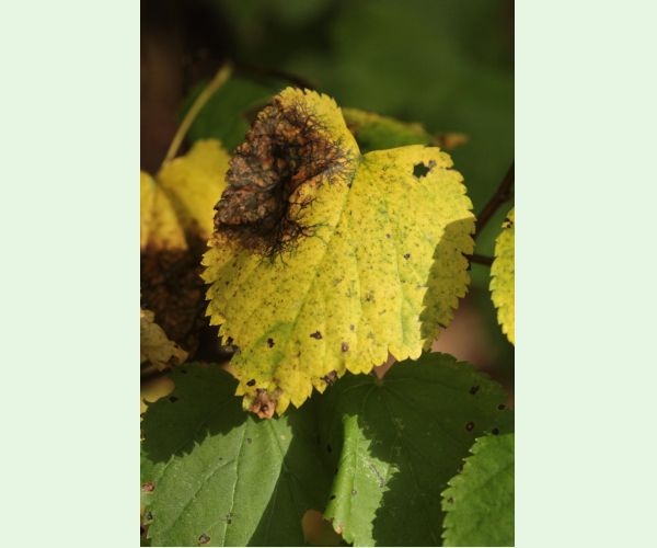 Paraconiothyrium tiliae