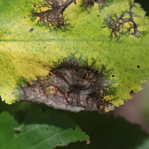 Paraconiothyrium tiliae