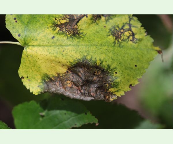 Paraconiothyrium tiliae