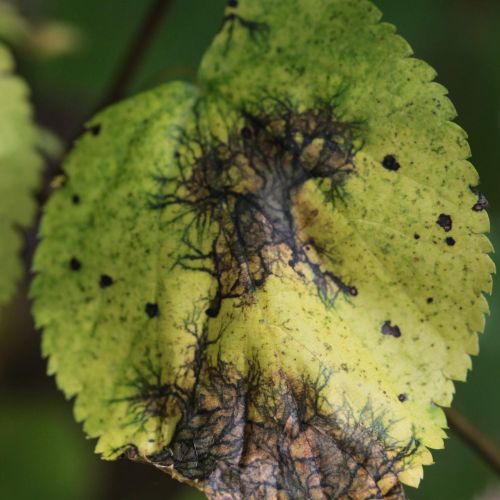 Paraconiothyrium tiliae