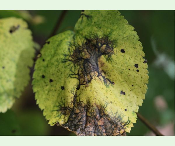 Paraconiothyrium tiliae