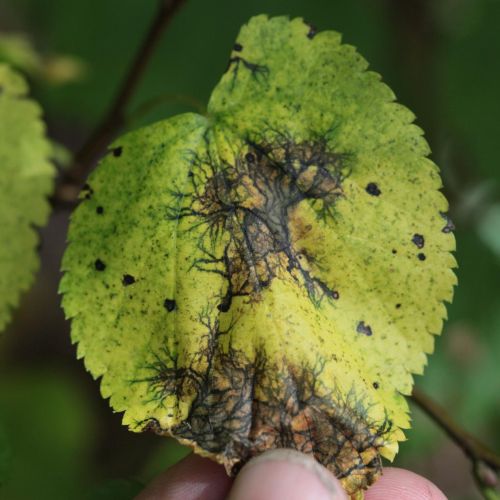 Paraconiothyrium tiliae