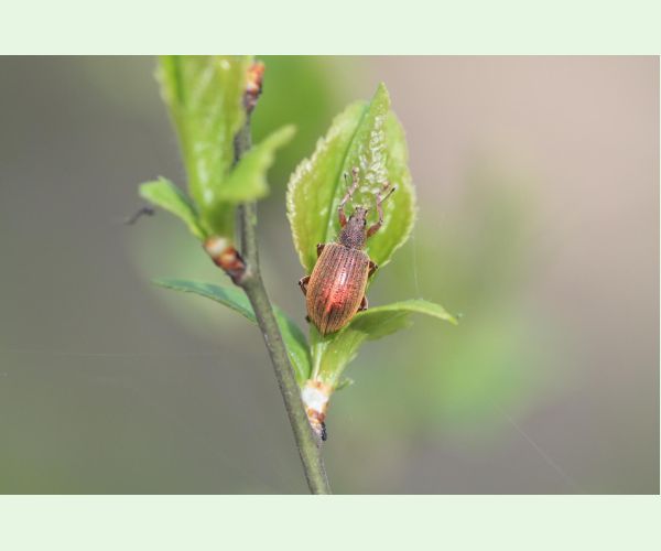 Phyllobius, Polydrusus