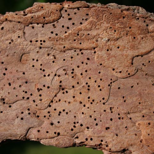 Ptilinus pectinicornis