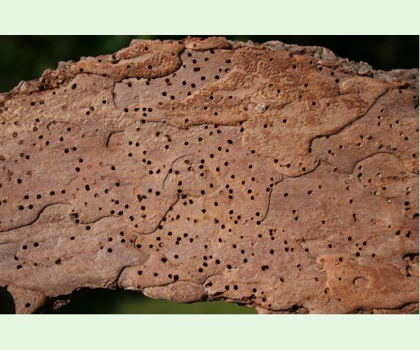 Ptilinus pectinicornis