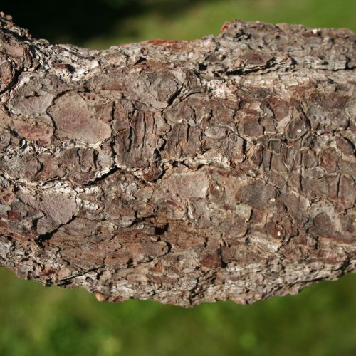 Ptilinus pectinicornis