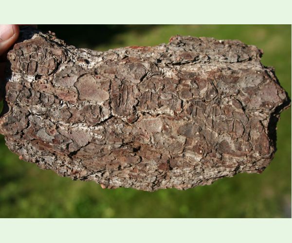 Ptilinus pectinicornis