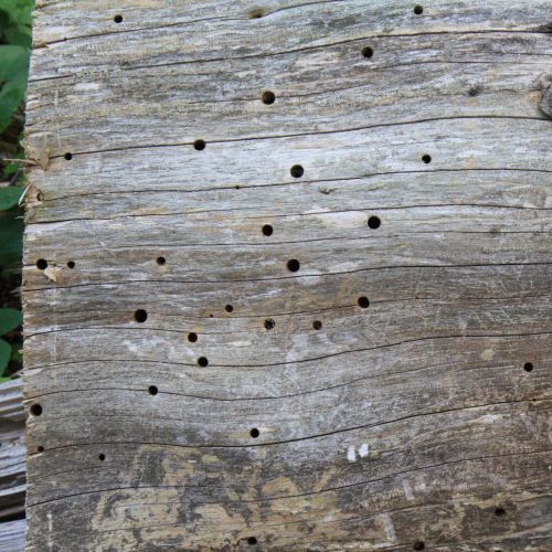 Ptilinus pectinicornis