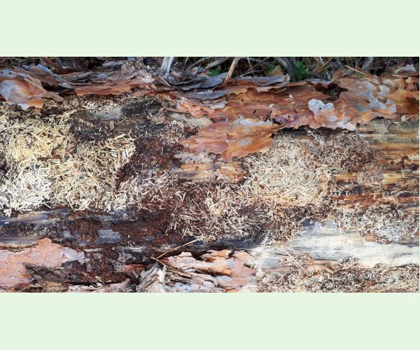 Monochamus galloprovincialis