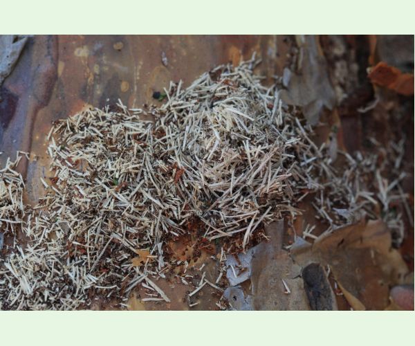 Monochamus galloprovincialis