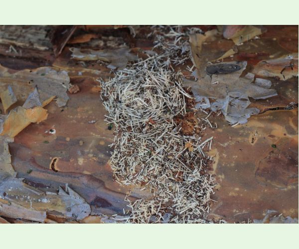 Monochamus galloprovincialis