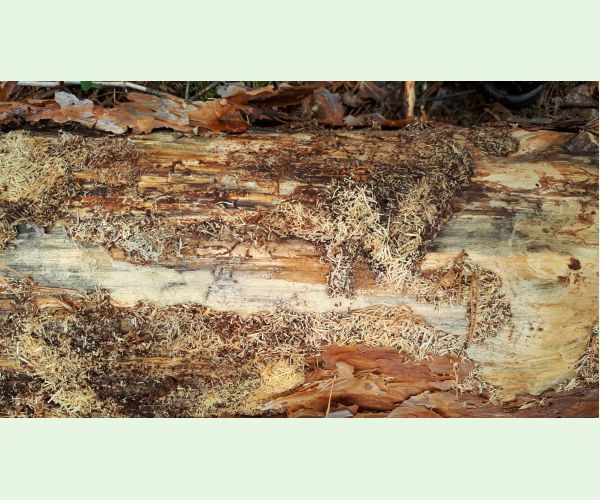 Monochamus galloprovincialis