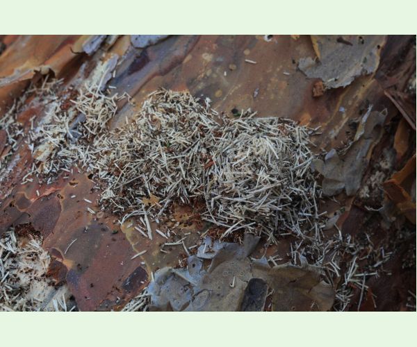 Monochamus galloprovincialis