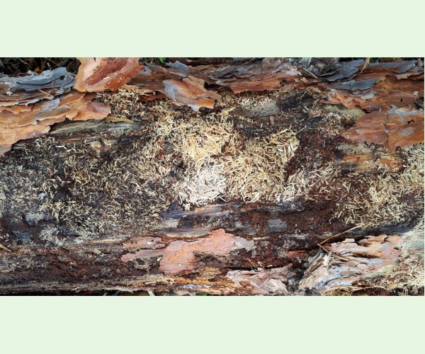 Monochamus galloprovincialis