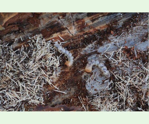 Monochamus galloprovincialis