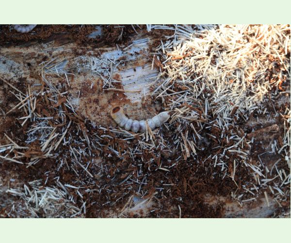 Monochamus galloprovincialis