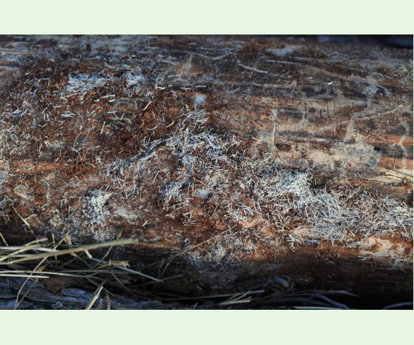 Monochamus galloprovincialis