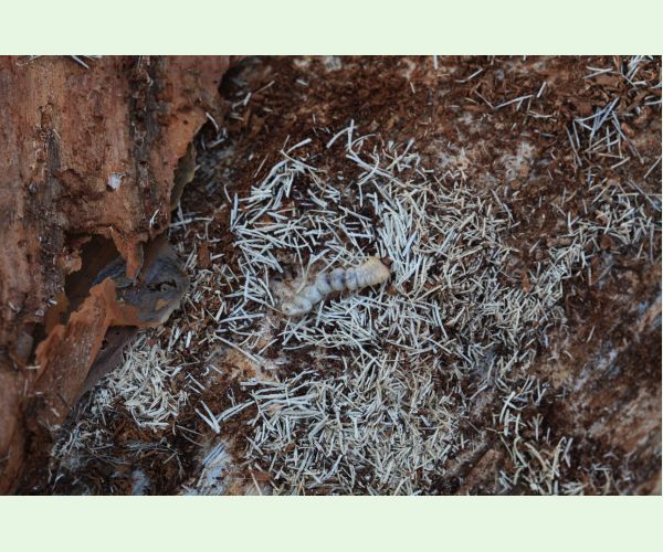 Monochamus galloprovincialis