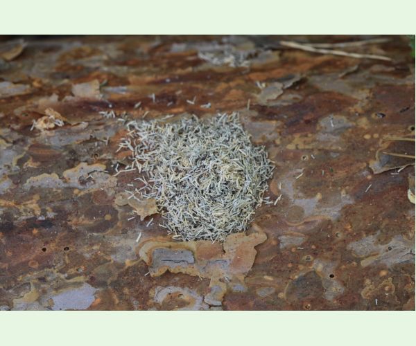 Monochamus galloprovincialis