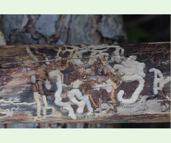 Monochamus galloprovincialis