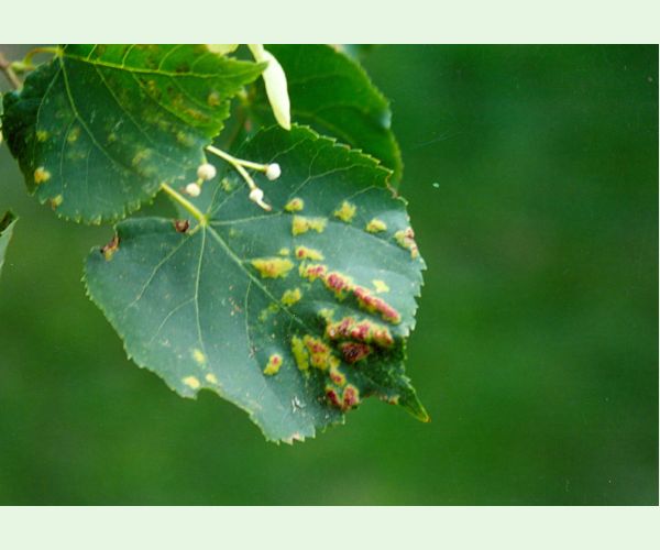 Eriophyes leiosoma = exilis