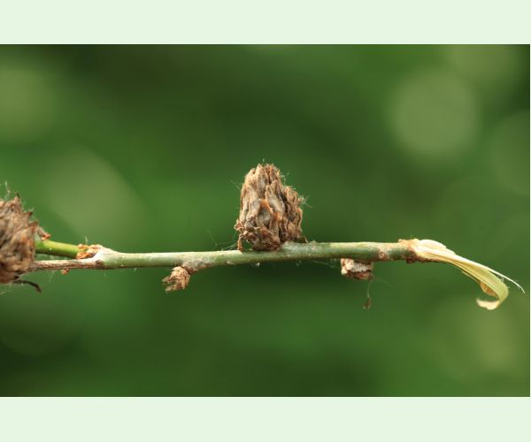 Andricus foecundatrix