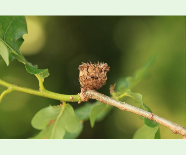 Andricus foecundatrix