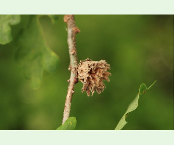 Andricus foecundatrix