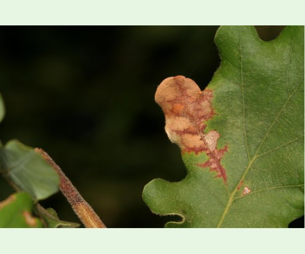 Apiognomonia errabunda