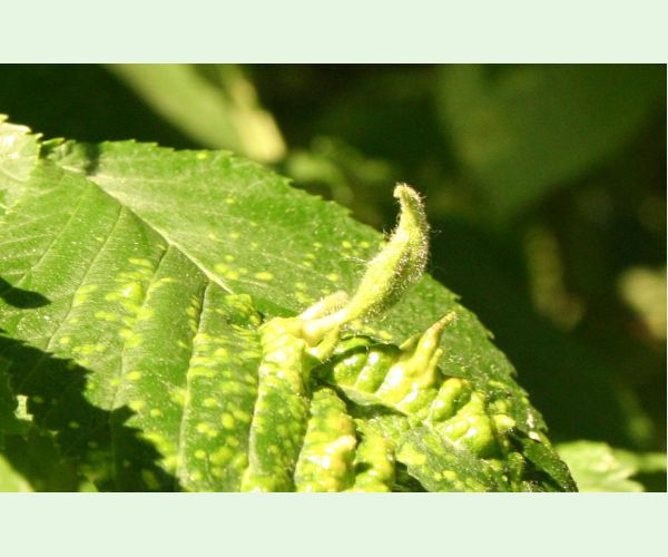 Tetraneura nigriabdominalis