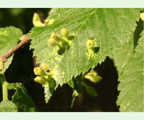 Tetraneura nigriabdominalis