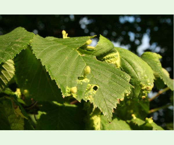 Tetraneura nigriabdominalis