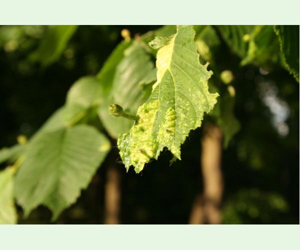 Tetraneura nigriabdominalis