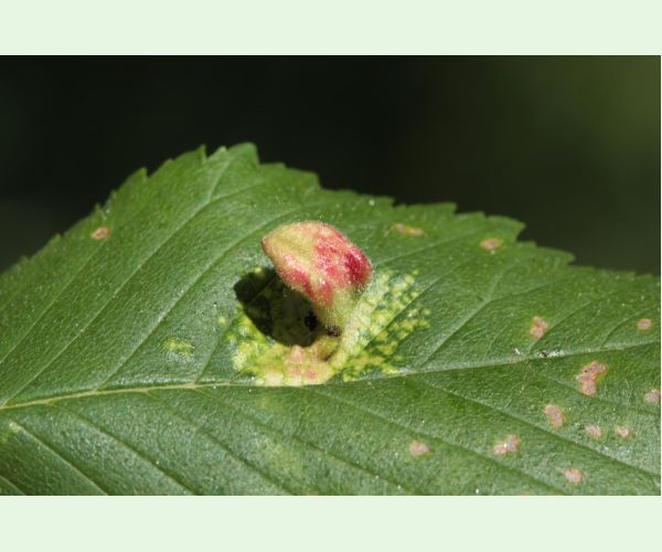 Tetraneura nigriabdominalis