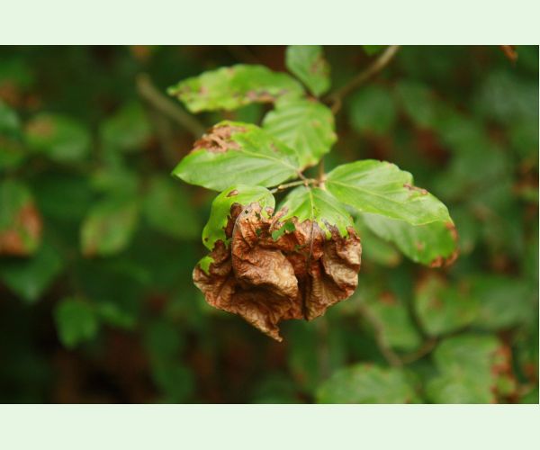 Apiognomonia errabunda