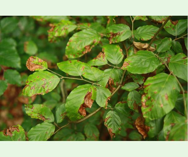 Apiognomonia errabunda