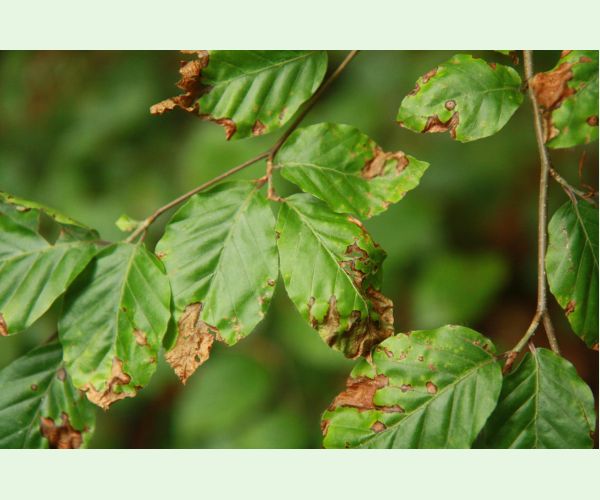 Apiognomonia errabunda