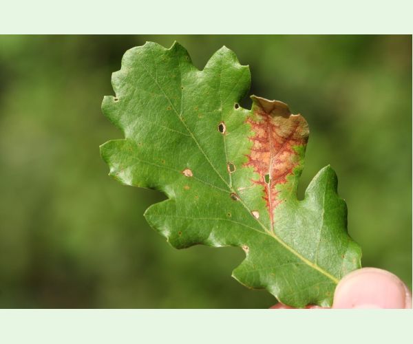 Apiognomonia errabunda