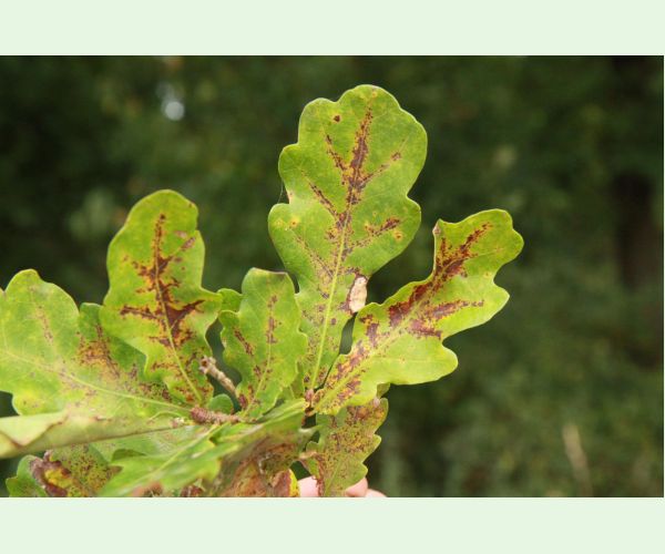 Apiognomonia errabunda
