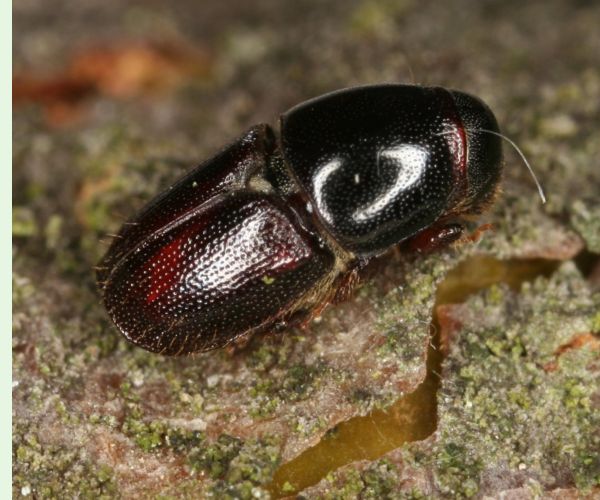Scolytus mali