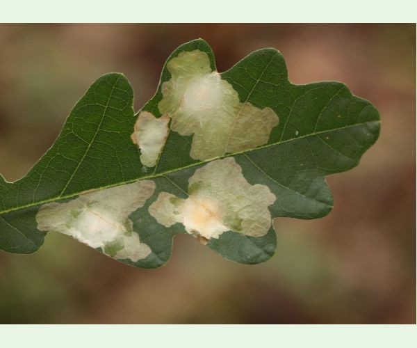 Tischeria ekebladella