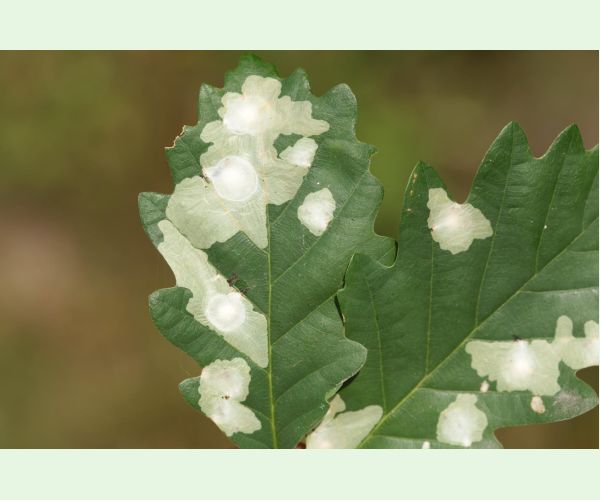 Tischeria ekebladella