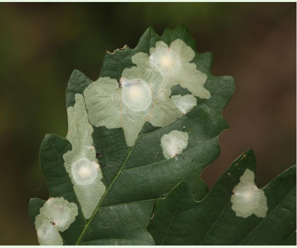 Tischeria ekebladella