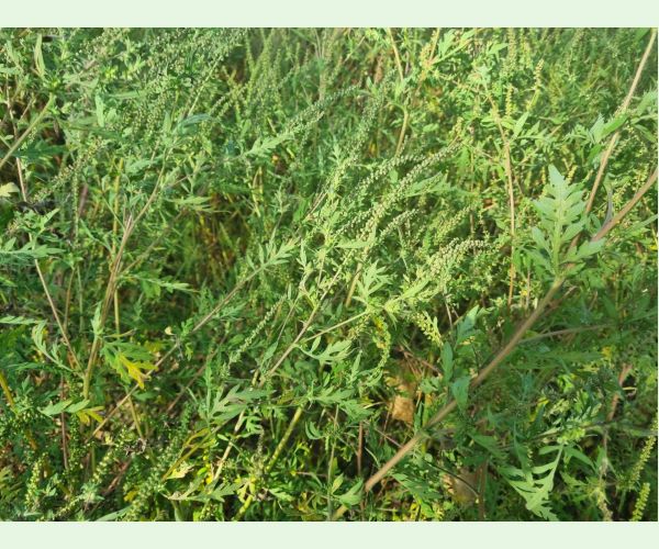 Ambrosia artemisiifolia