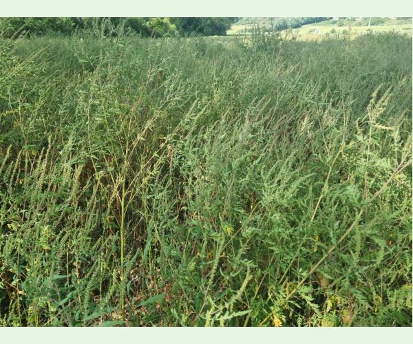 Ambrosia artemisiifolia