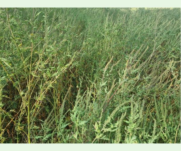 Ambrosia artemisiifolia